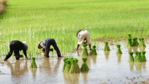 Organic Farming In India.