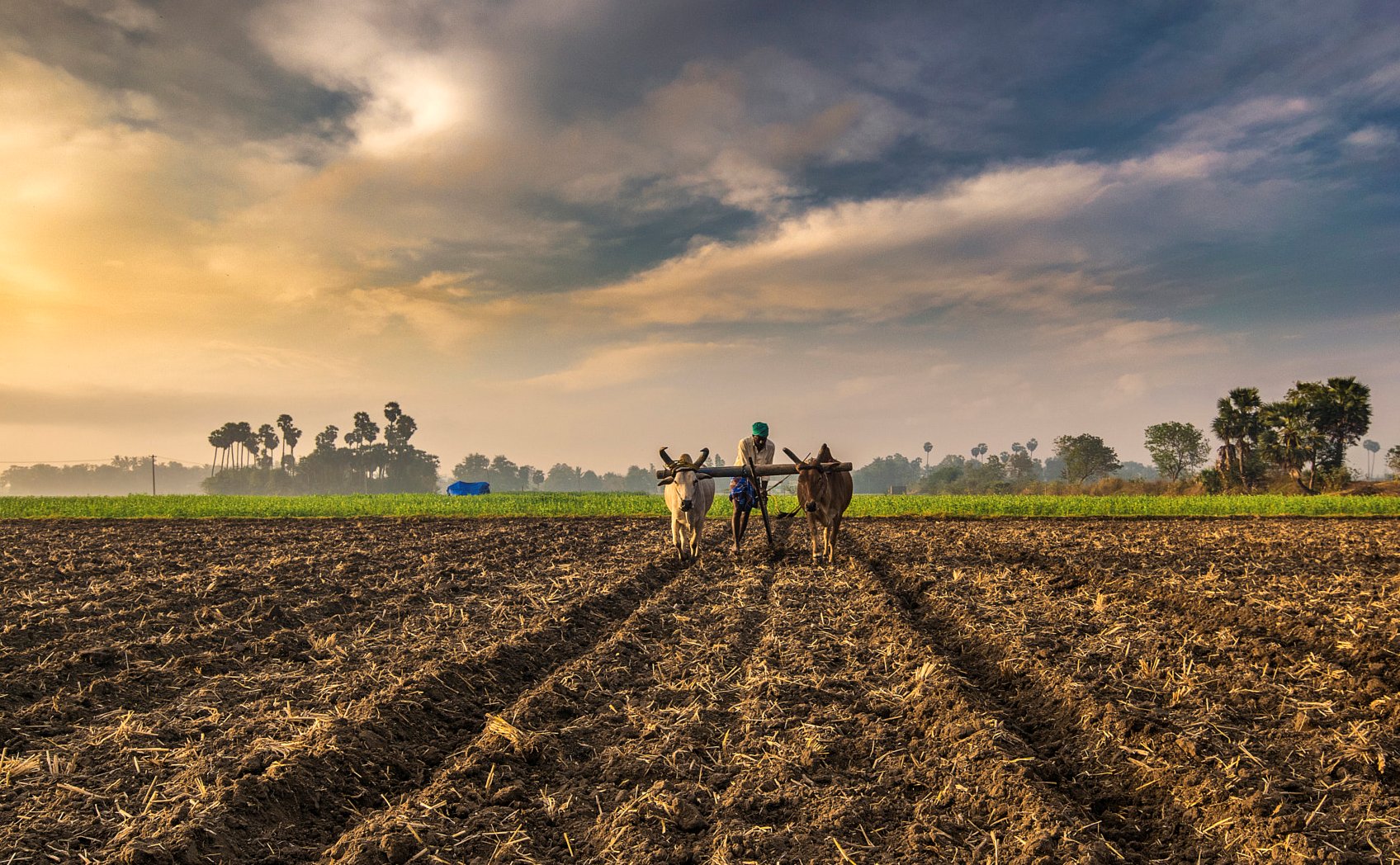 Organic Farming In India.