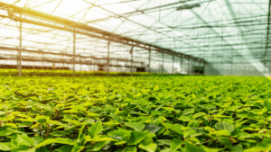 How Horticulture is turning the tables In Agriculture