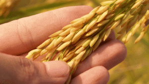 Philippines Assents To The Production Of Genetically Modified Golden Rice