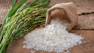 wheat and rice
