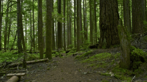 18% Of India’s Tree Species And Globally A Total Of 30% Of Tree Species Are Threatened With Extinction, Finds BGCI Report