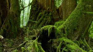 18% Of India’s Tree Species And Globally A Total Of 30% Of Tree Species Are Threatened With Extinction, Finds BGCI Report