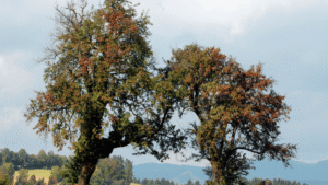 18% Of India’s Tree Species And Globally A Total Of 30% Of Tree Species Are Threatened With Extinction, Finds BGCI Report