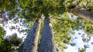 18% Of India’s Tree Species And Globally A Total Of 30% Of Tree Species Are Threatened With Extinction, Finds BGCI Report