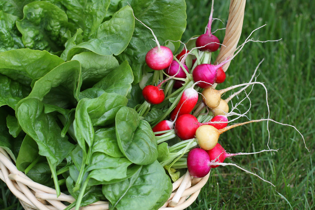 Hydroponic Farming In India