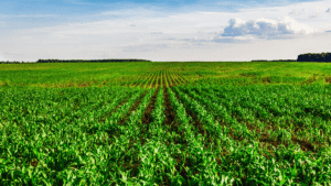 MSP Declared For Kharif And Rabi Crops