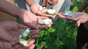 Pink bollworm attack in Punjab Agriculture minister sets 72-hour deadline for reports