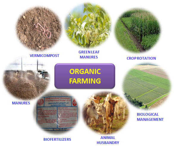 Organic Farming: How It Helps To Conserve The Environment