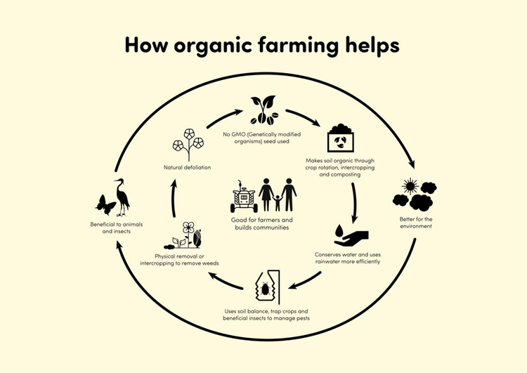 Organic Farming: How It Helps To Conserve The Environment