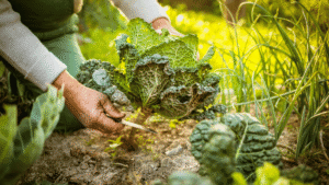 5 Techniques For Sustainable Farming