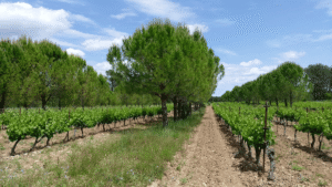 5 Techniques For Sustainable Farming