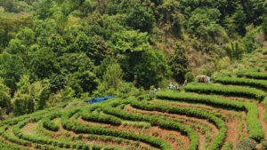 Agroforestry In India.
