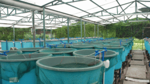 All About Fish Farming In India