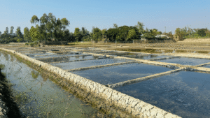 Fish Farming