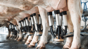 How Robotic Milking helps in Dairy Farming