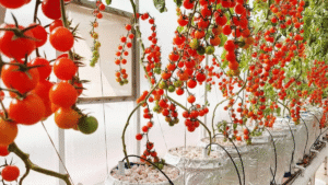 Hydroponic Farming In India