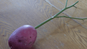 How To Plant Roses Using Potatoes
