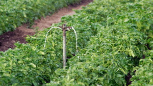 Irrigation Methods That Will Help The Indian Farmers