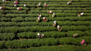 Shift In The Cropping Pattern