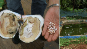 pearl farming