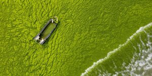 Algae bloom