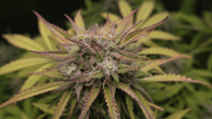 2 factors When Weed become worst for your crops
