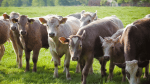 4 Amazing Tips about Livestock Farming