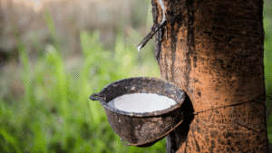 5 points for an amazing Rubber Plantation