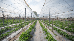 7 Amazing Facts about Sustainable Farming