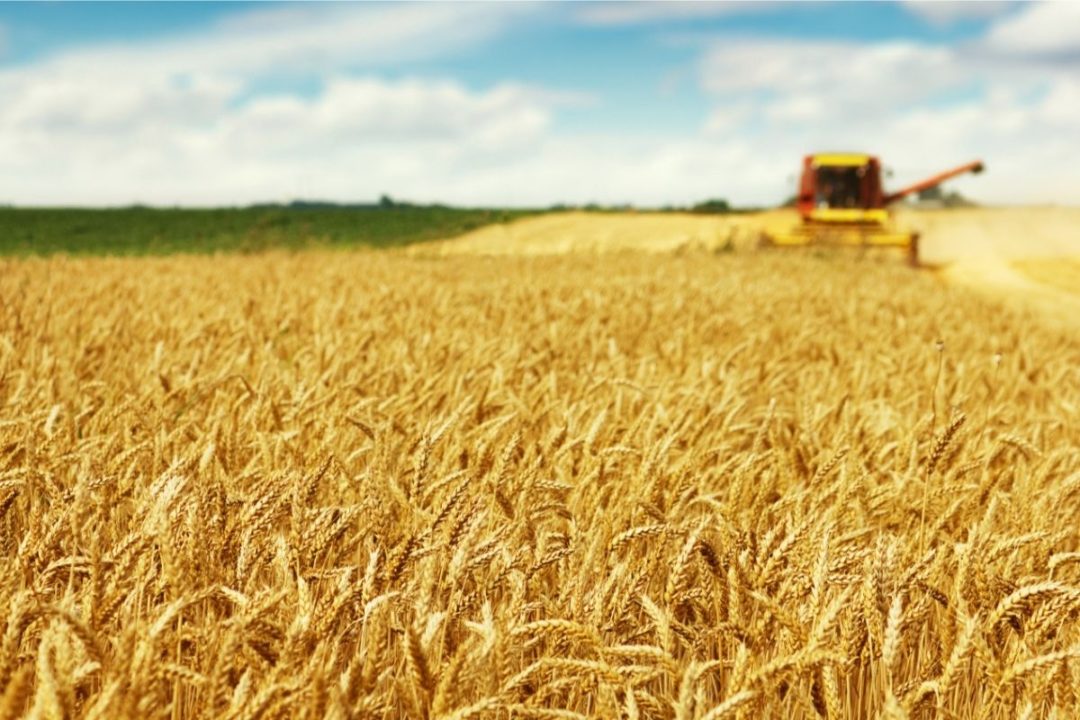 Wheat grains