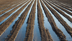 Drip irrigation, The best way to irrigate your farms