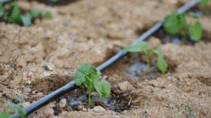 Drip irrigation, The best way to irrigate your farms