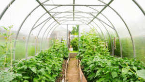 Specialized horticulture