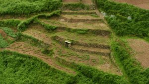 Subsistence