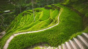 Terrace Farming and how effective is it