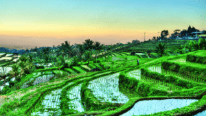 Terrace Farming and how effective is it
