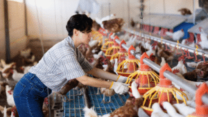 4 worst challenges to the Poultry Industry After COVID-19