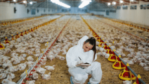 4 worst challenges to the Poultry Industry After COVID-19