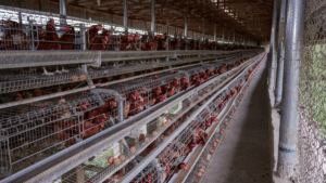 4 worst challenges to the Poultry Industry After COVID-19
