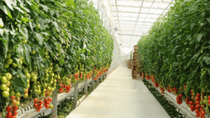 7 amazing reasons why Vertical farming is the future of agriculture
