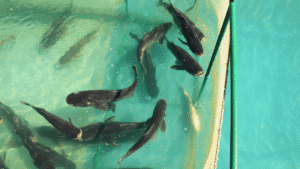 8 Amazing Facts about Aquaculture