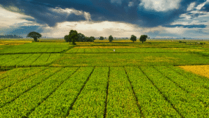 Grow your farm business following 7 important steps
