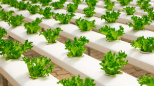 Grow your farm business following 7 important steps