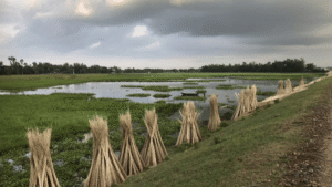 Top 10 Jute producing Nations in the world