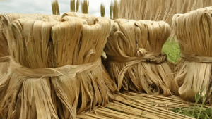 Top 10 Jute producing Nations in the world