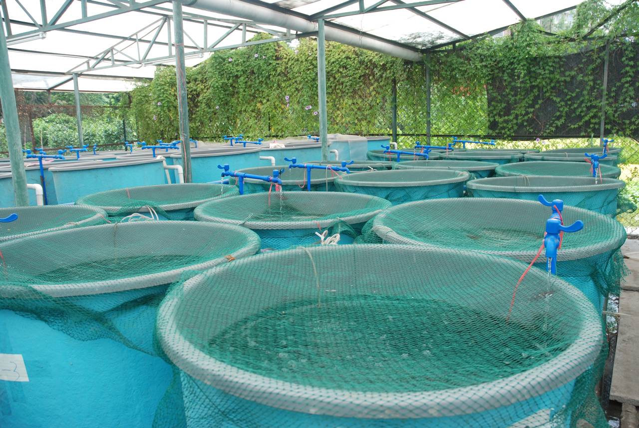 Aquaculture