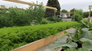 What is the 5 biggest problem in permaculture