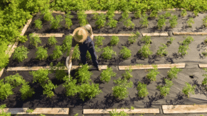 What is the 5 biggest problem in permaculture