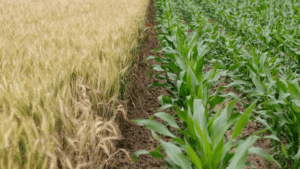 Best ways to plan your Crop